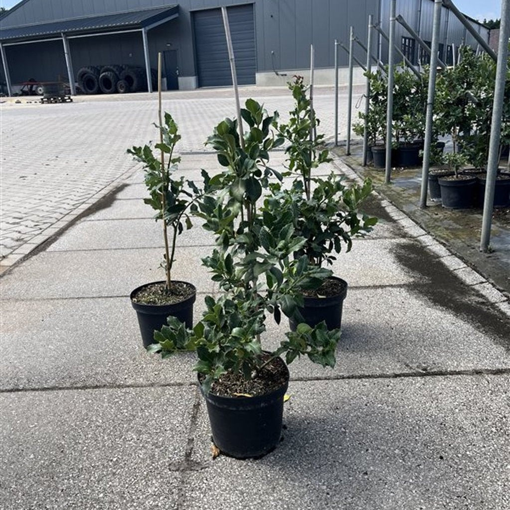 Järnek – Ilex aquifolium - C7.5 60-80 CM